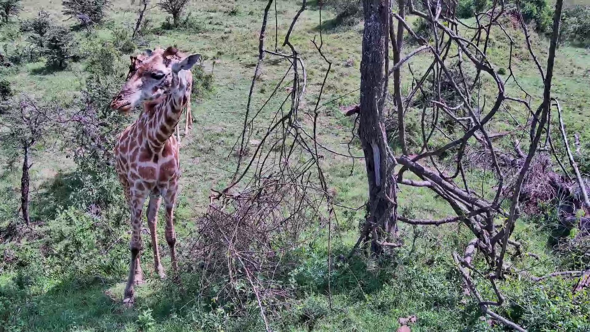 Giraffe Herd Feeds Up Close in the Mara
