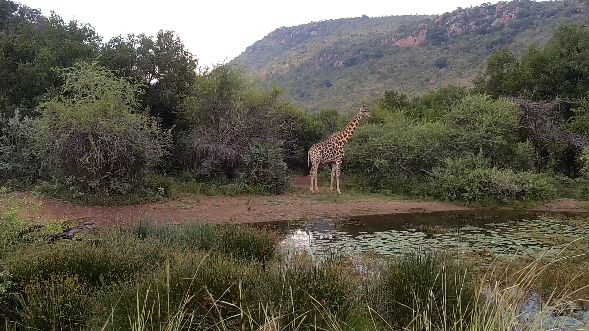 Giraffe Sancking at Kwa Maritane