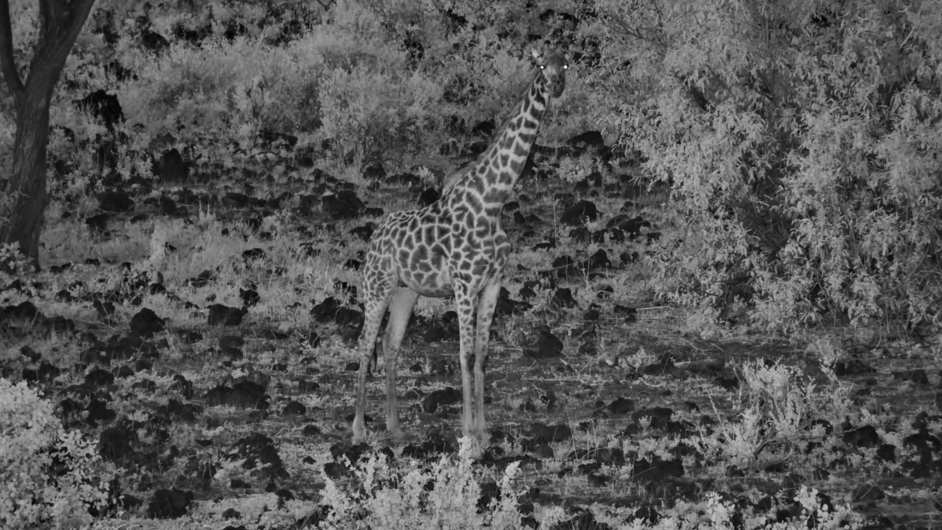 Genet Sniffs Giraffe’s Feet in the Dark