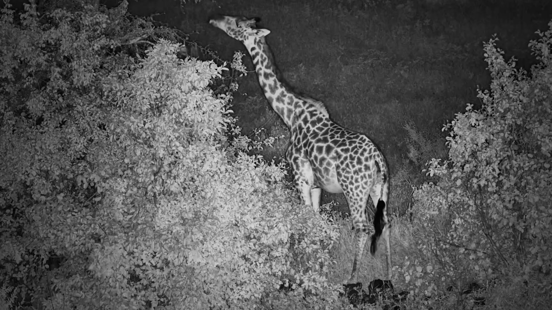 A Lone Giraffe Feeds in the Dark