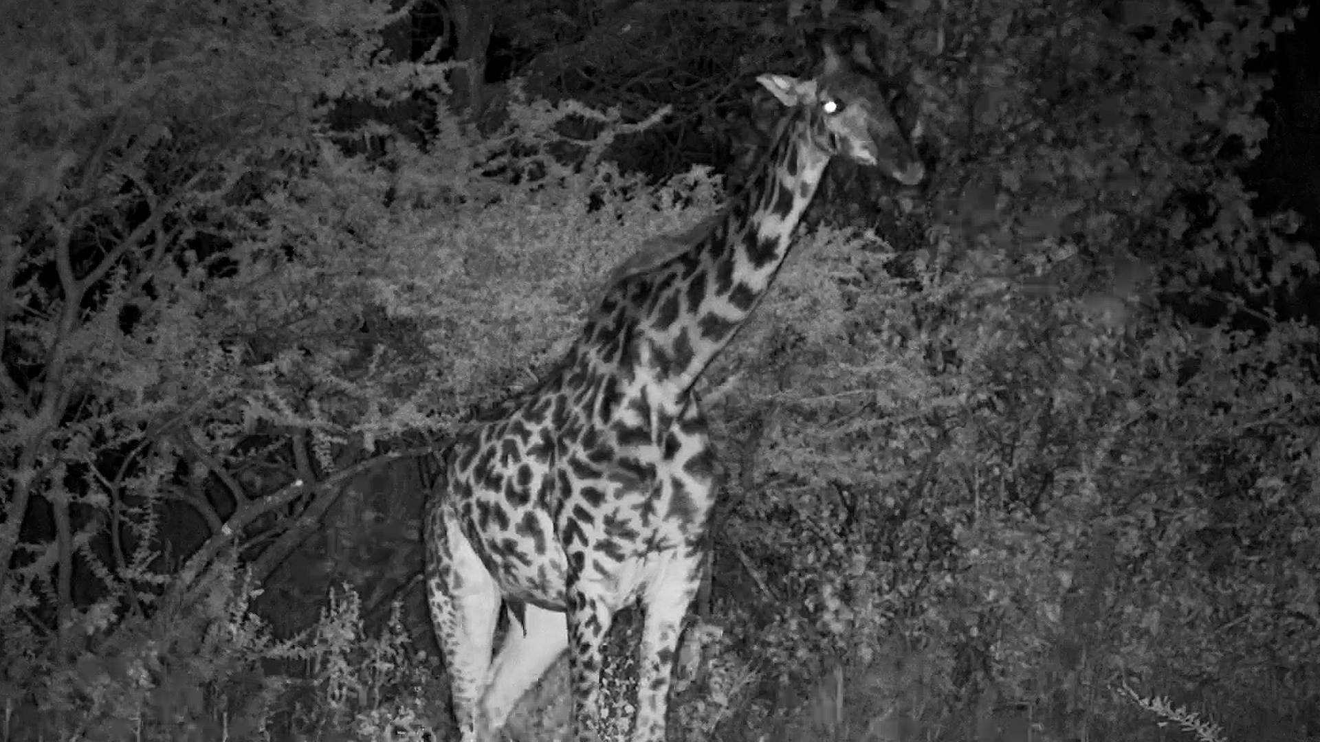 A Giraffe's Quiet Night in the Bush