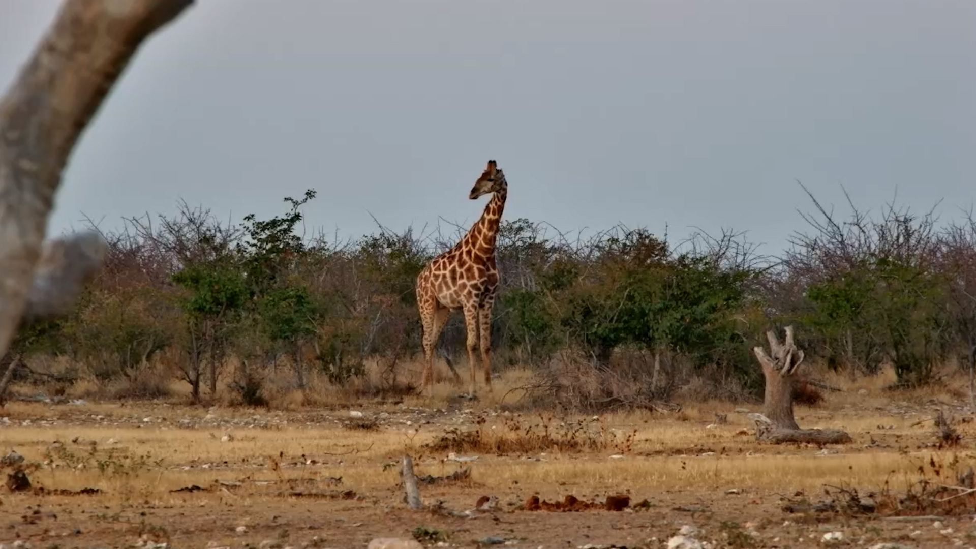 Giraffe Found the Perfect Safarihoek Snack