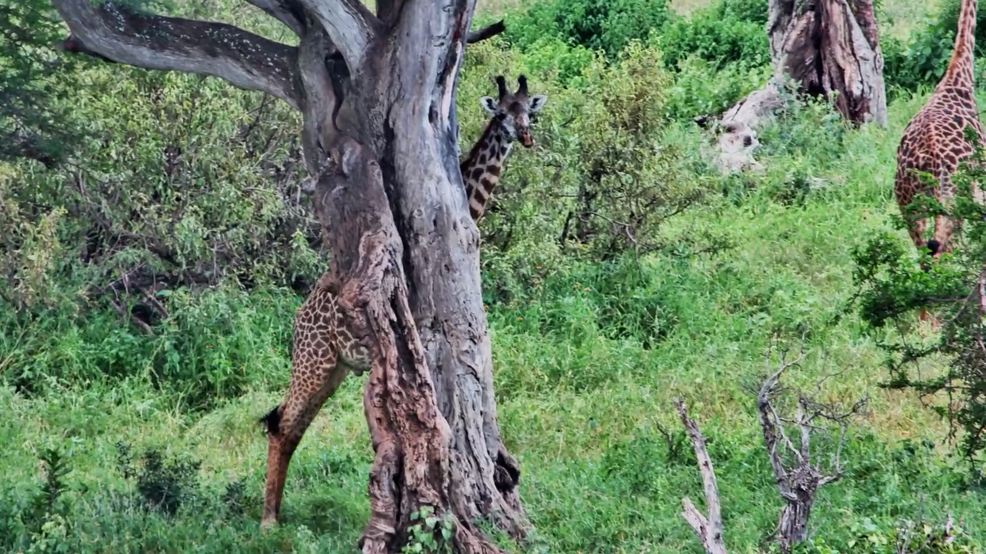 That’s the Spot… Giraffe Finds the Perfect Scratch