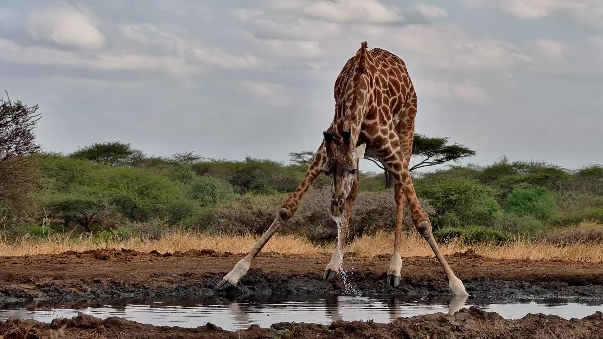 Just a Giraffe Being Beautiful