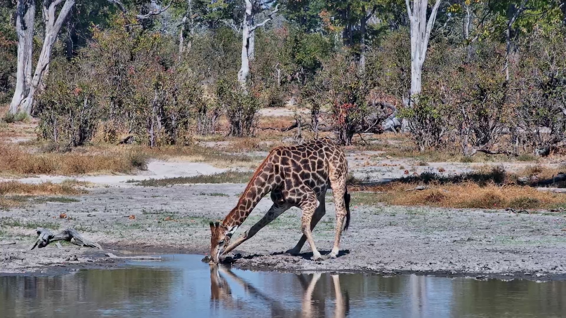 Giraffe Stops for a Peaceful Drink at Twin Pan