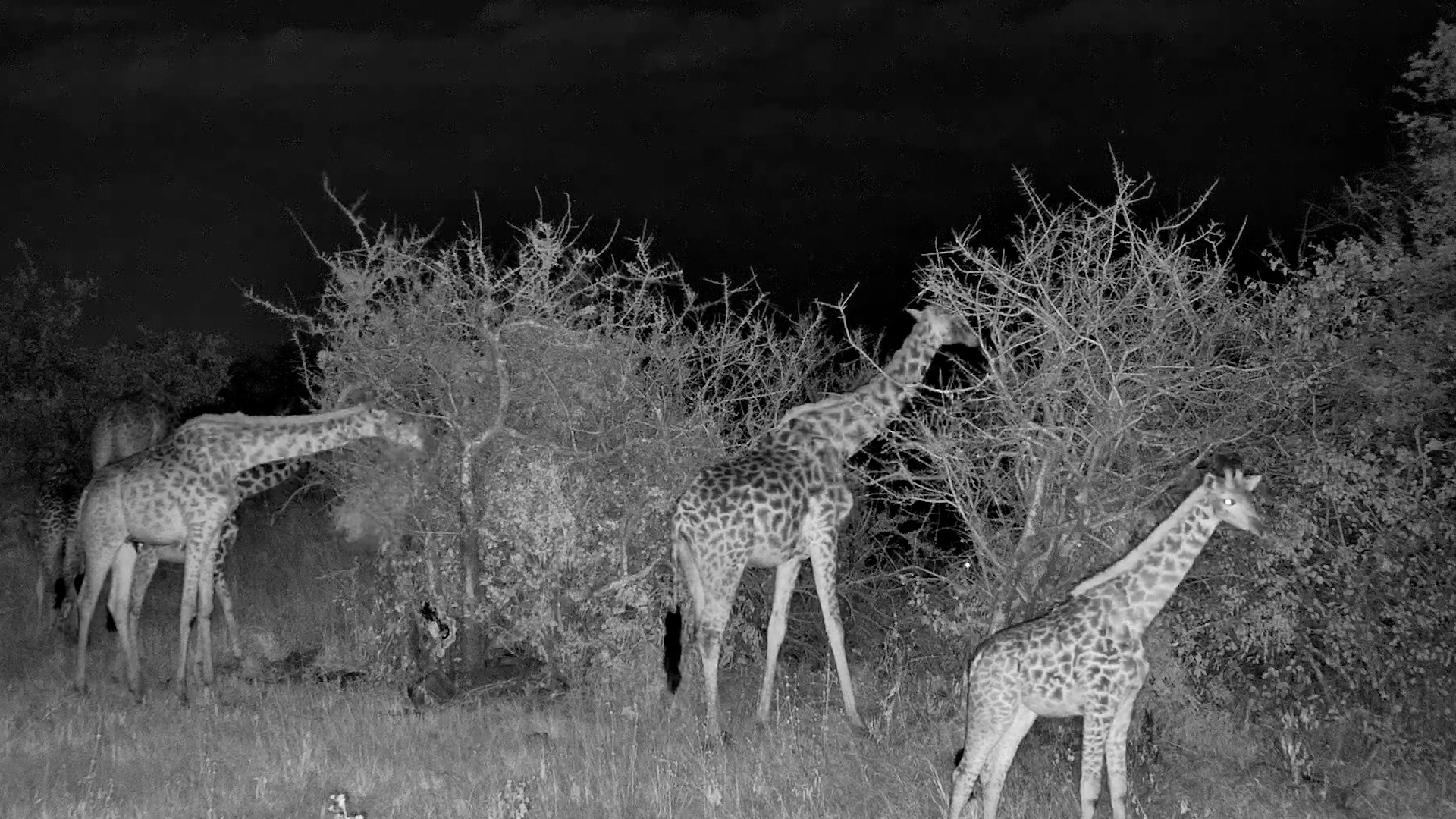While We Sleep, Giraffes Keep Feeding