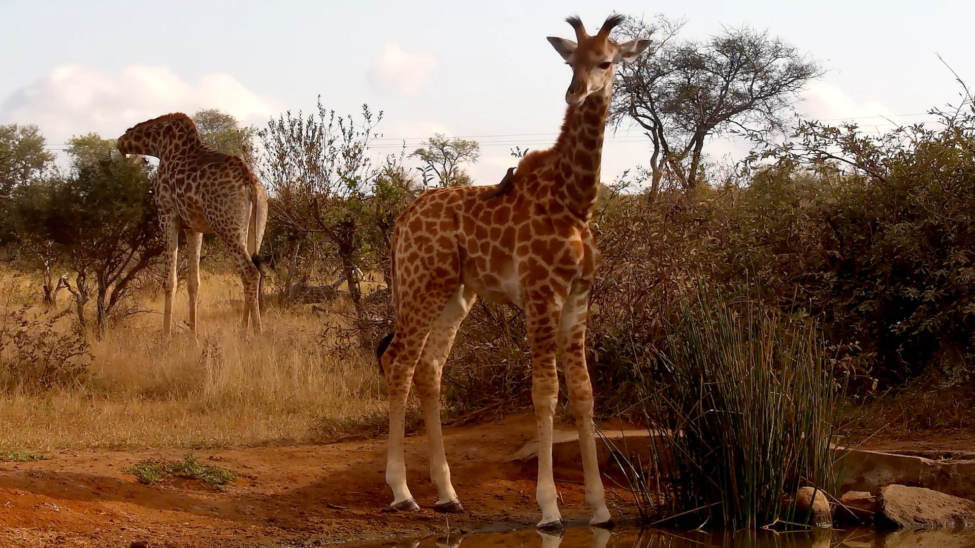 Baby Giraffe Stole the Show