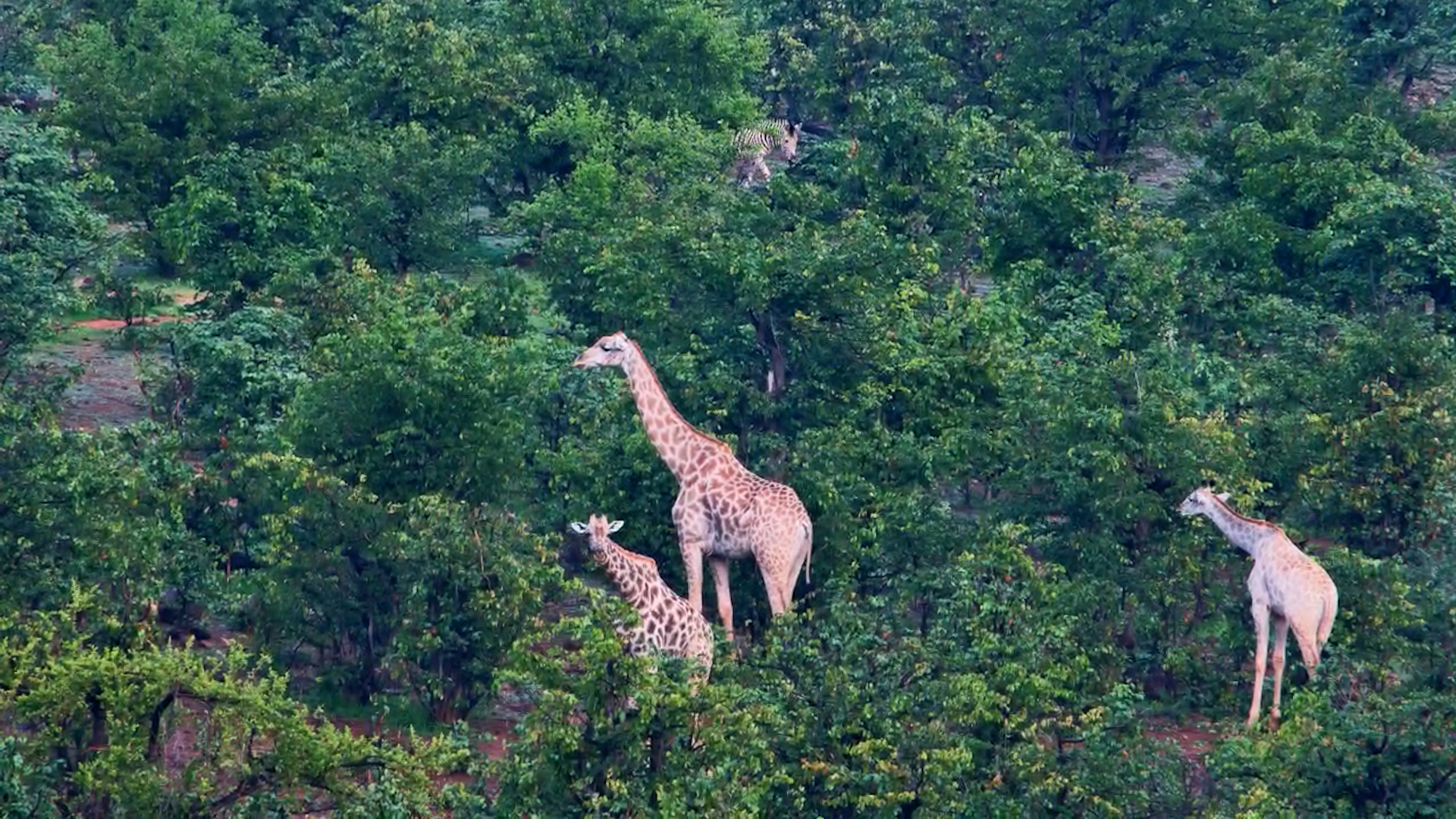 The Pale Beauty Among the Herd