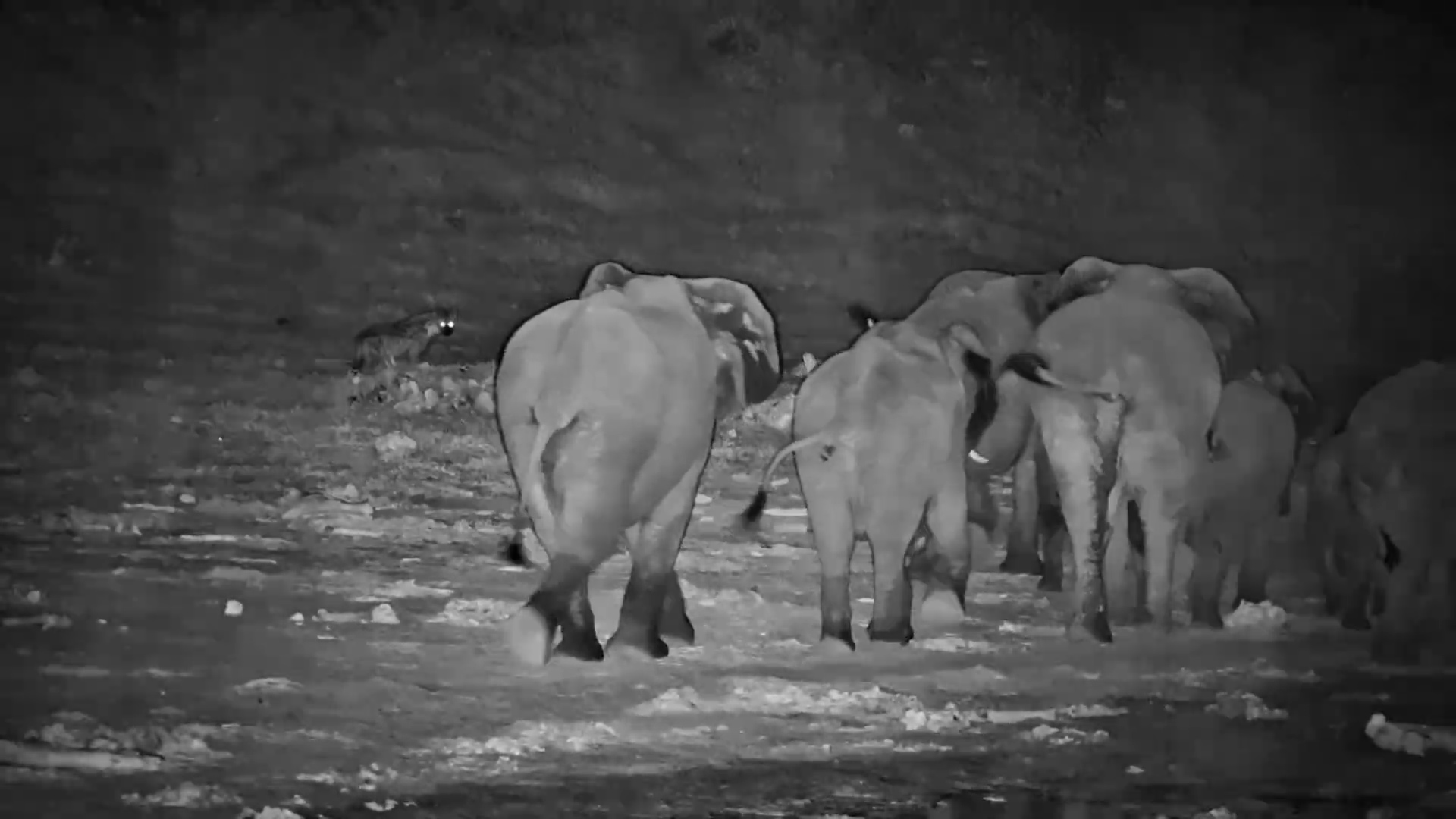 Hyenas Make Way! Herd of Elephants Marches Through