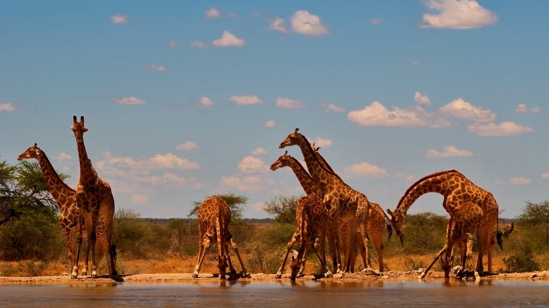 Majestic Giraffes Arrive at Onguma for a Drink