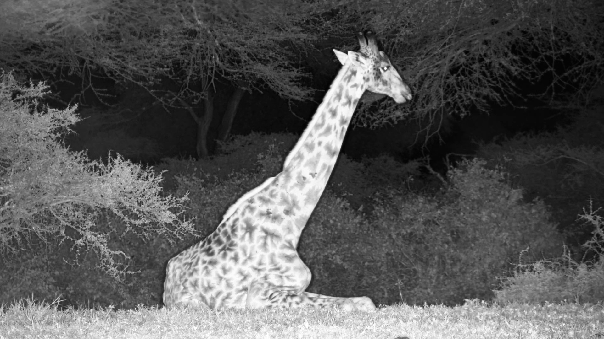 Giraffe Sits While Elephants Drink