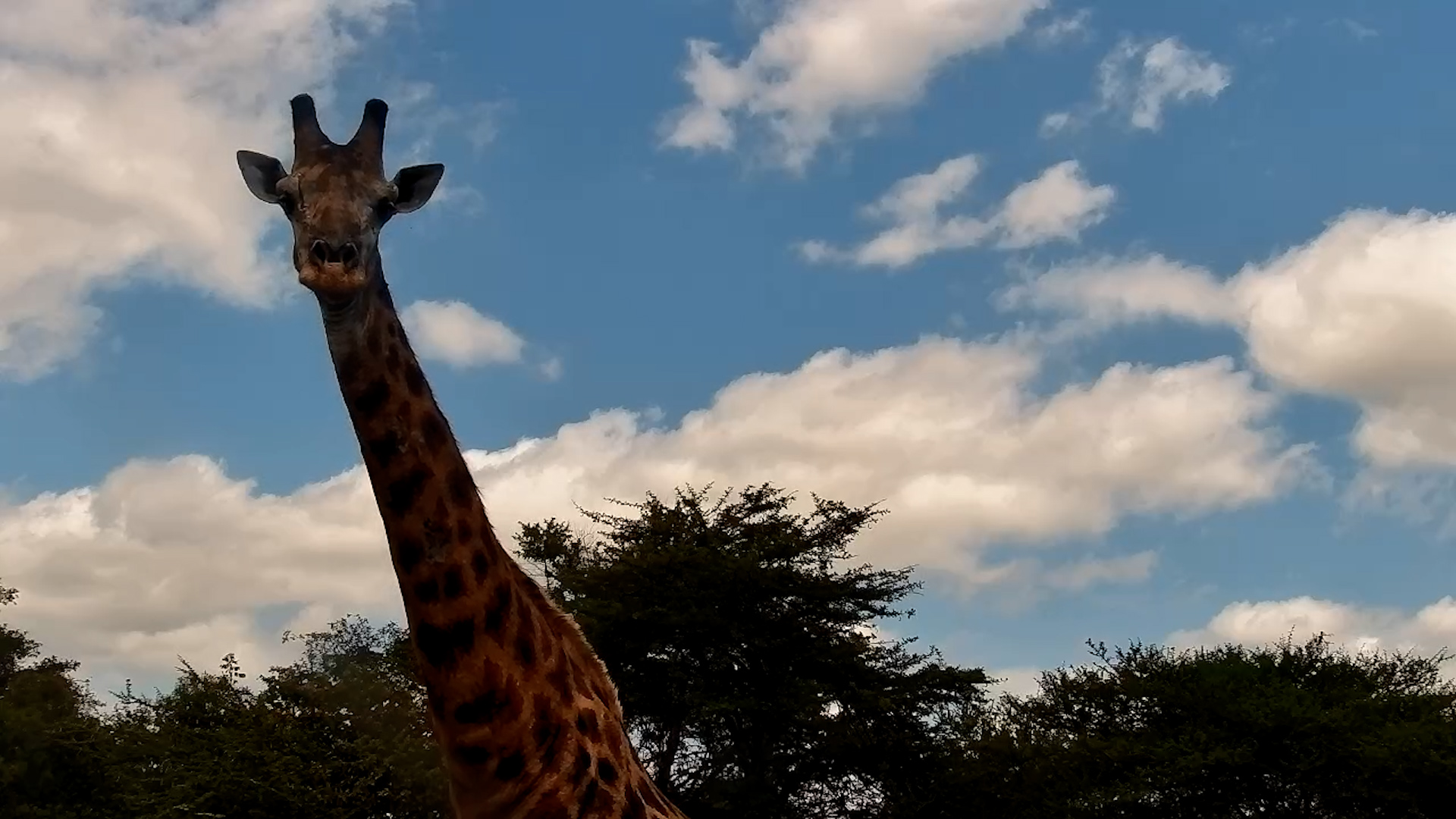 As Pretty as a Picture