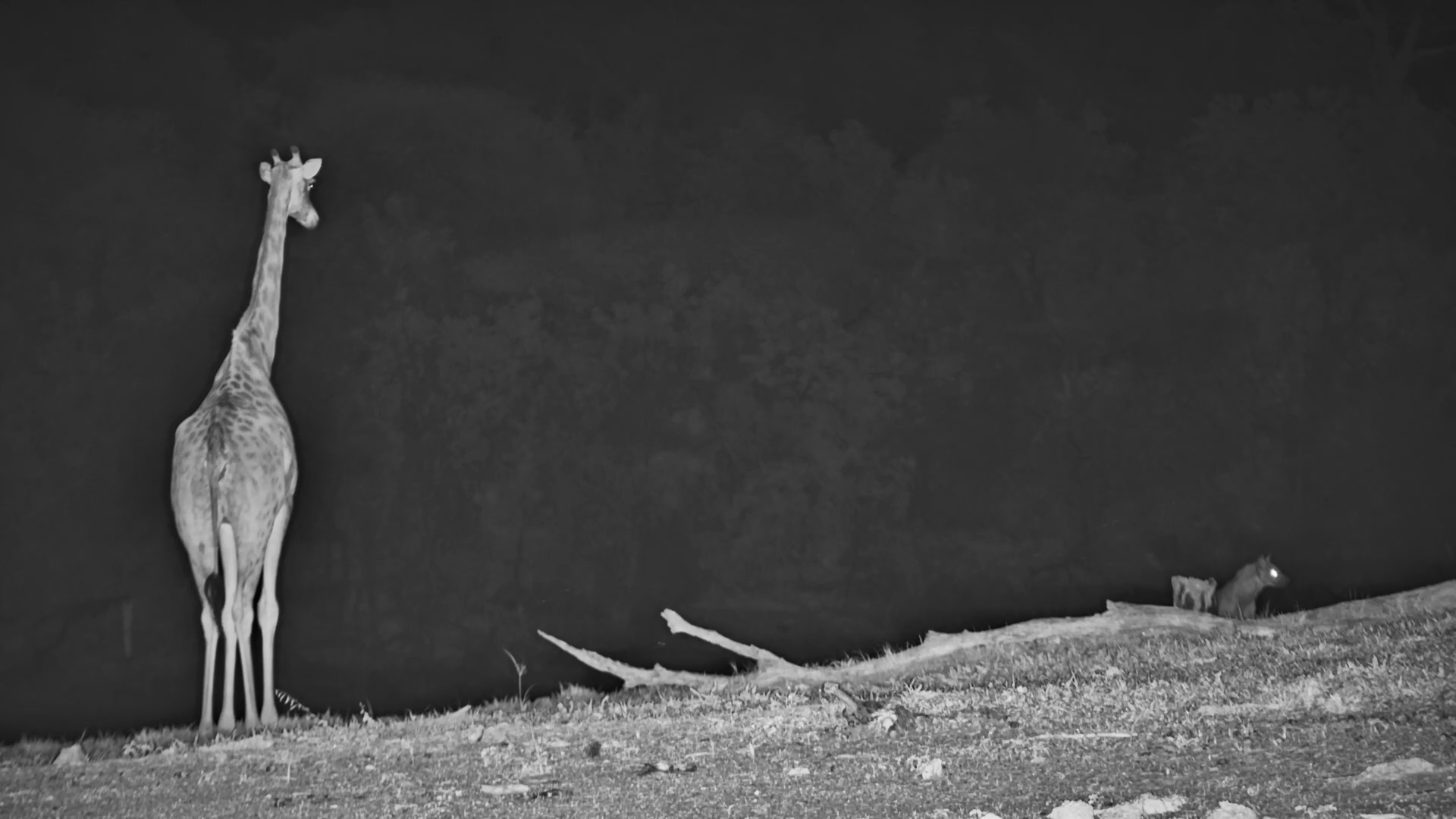 Giraffe Watches a Spotted Hyena on the Hill