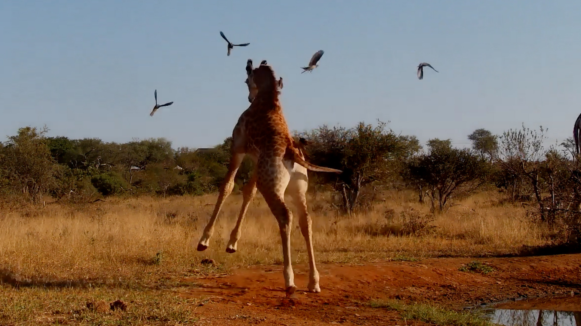 Baby Giraffe Was NOT a Fan of the Oxpeckers