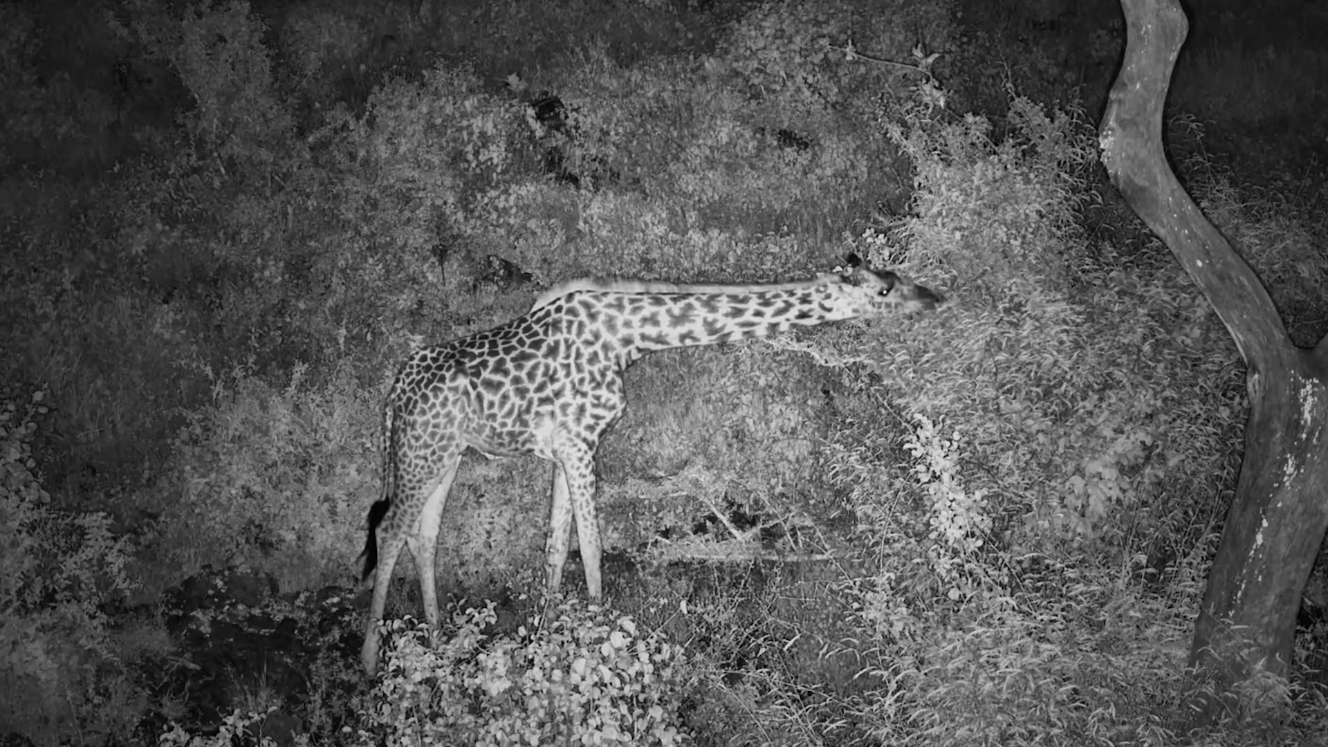 A Giraffe Quietly Browses in the Darkness