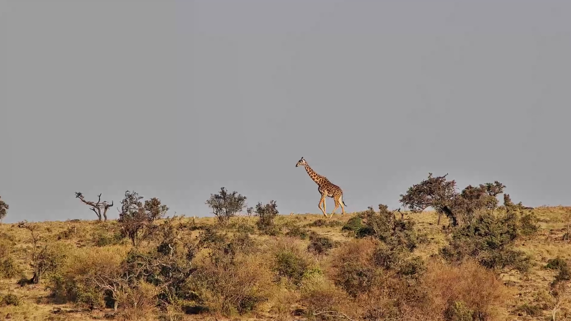 Giraffe on the Move Across the Mara