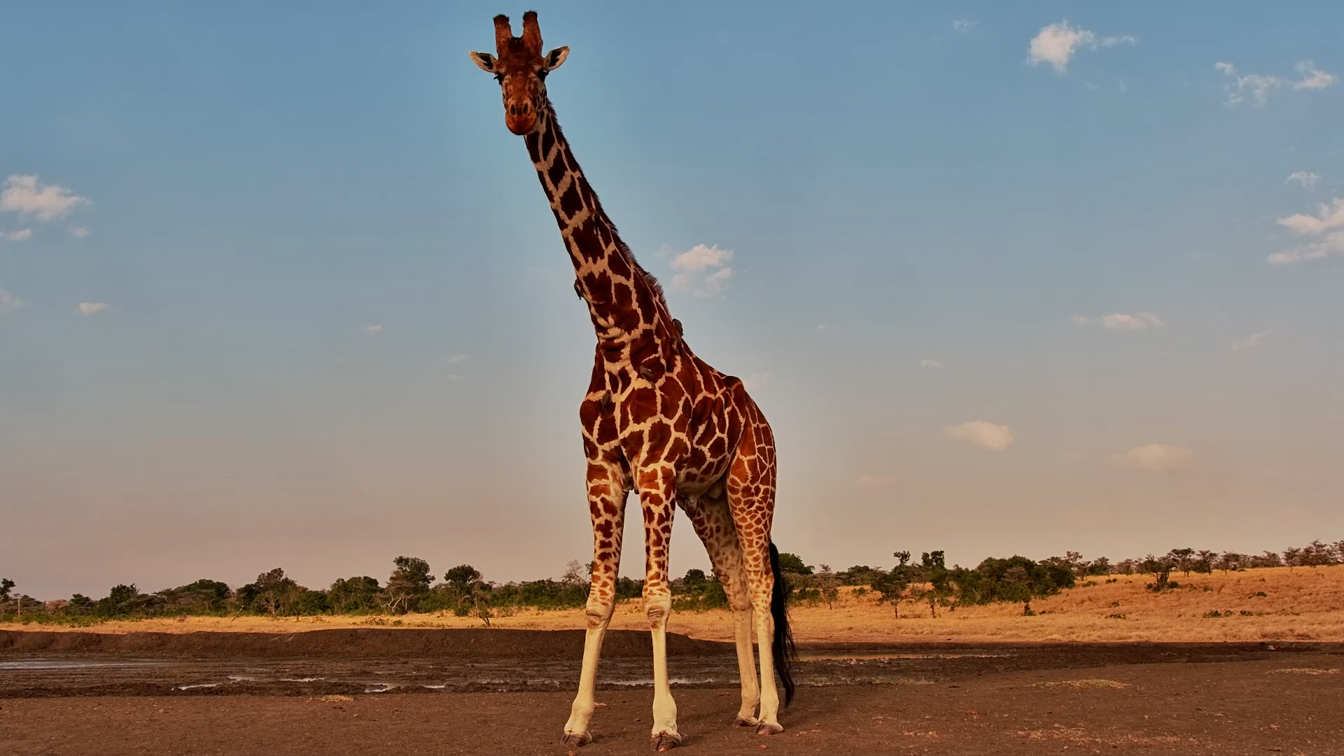 This Handsome Giraffe Knows Exactly Where to Stand