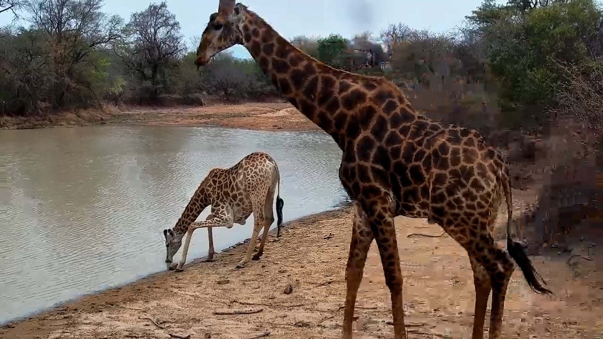 Giraffe Pair Enjoys a Drink at Jabulani