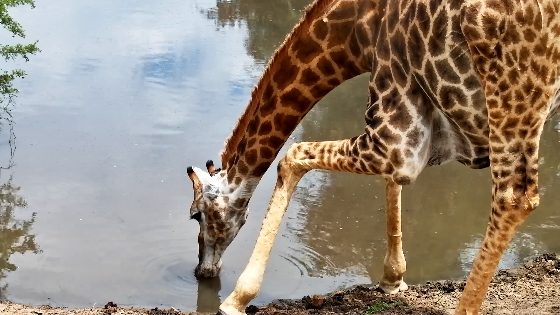 Up Close with a Giraffe at Naledi Dam