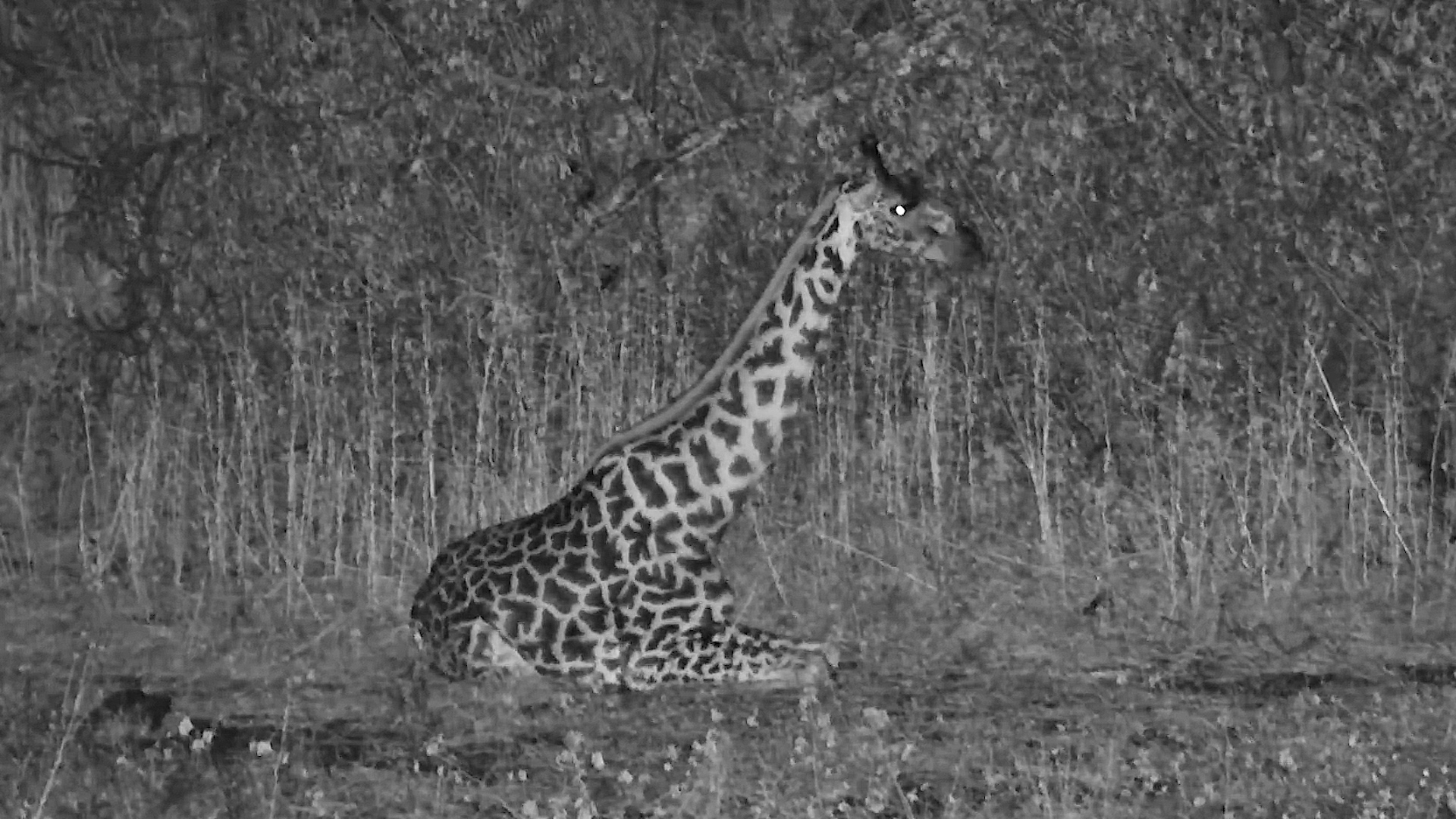 Giraffe Settled In for the Night