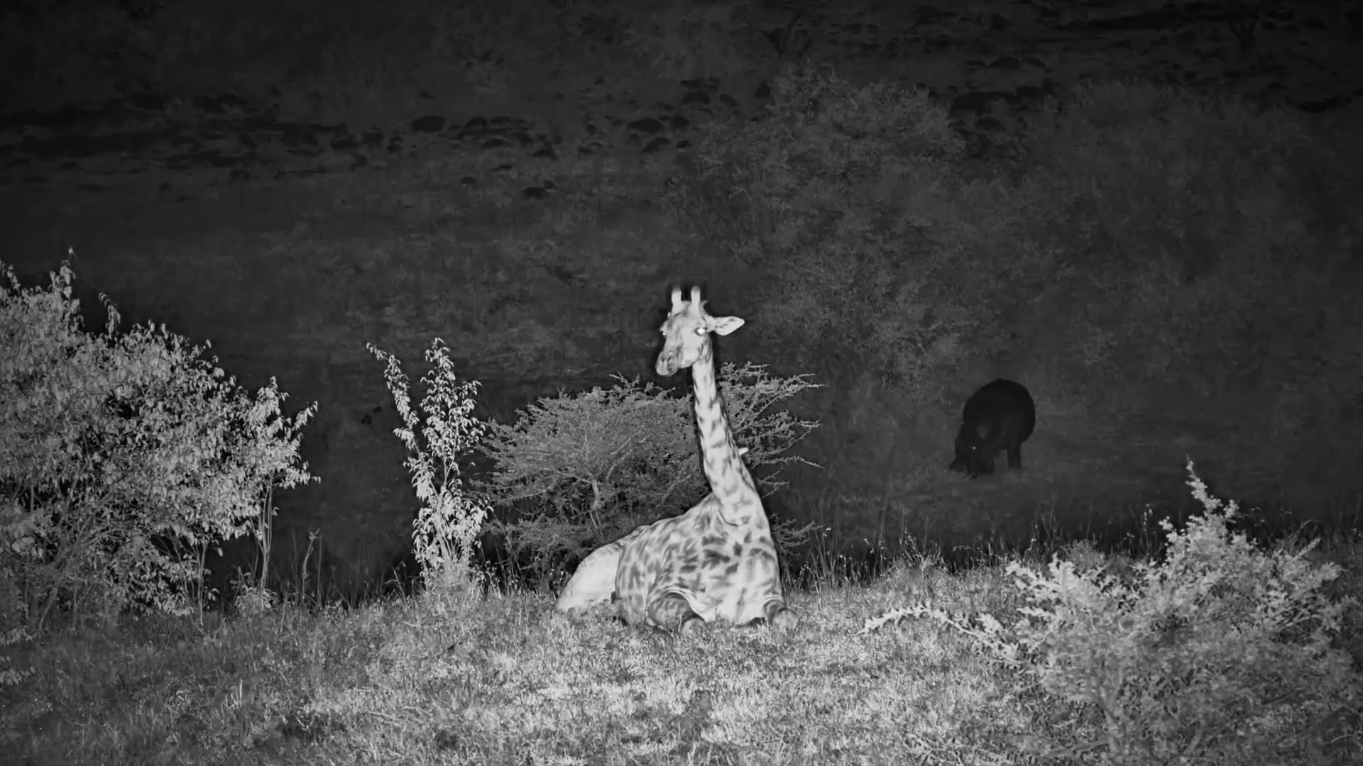 Giraffe Cud-Chewing in Action