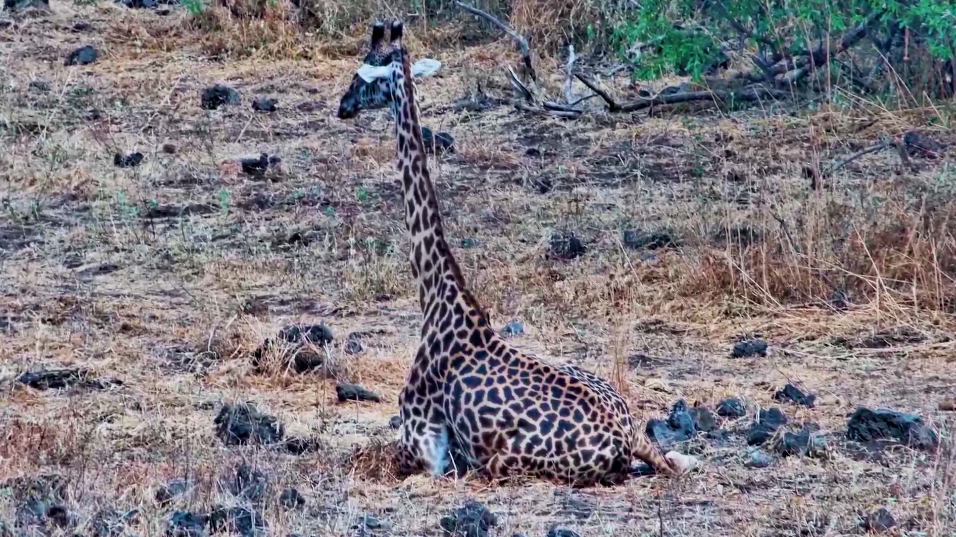 The Tallest Animal Takes a Load Off