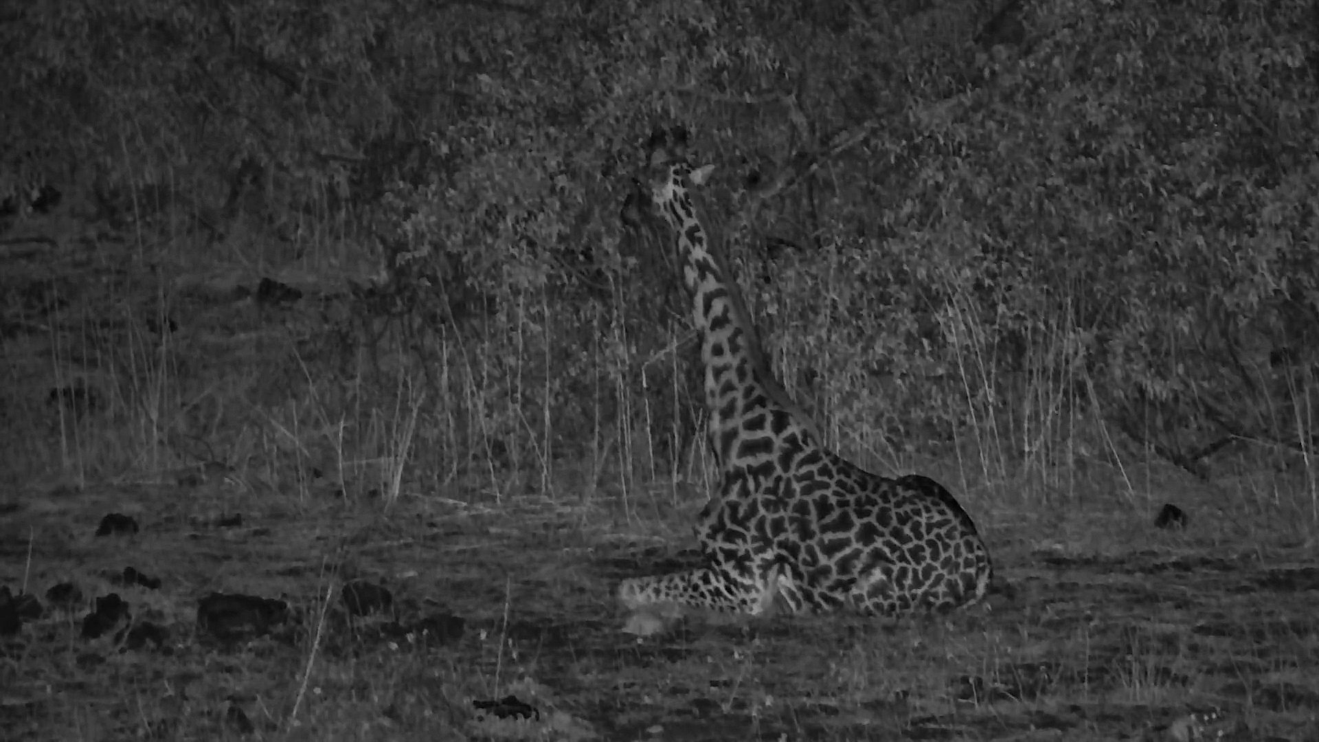How Does a Giraffe Even Sit Down?