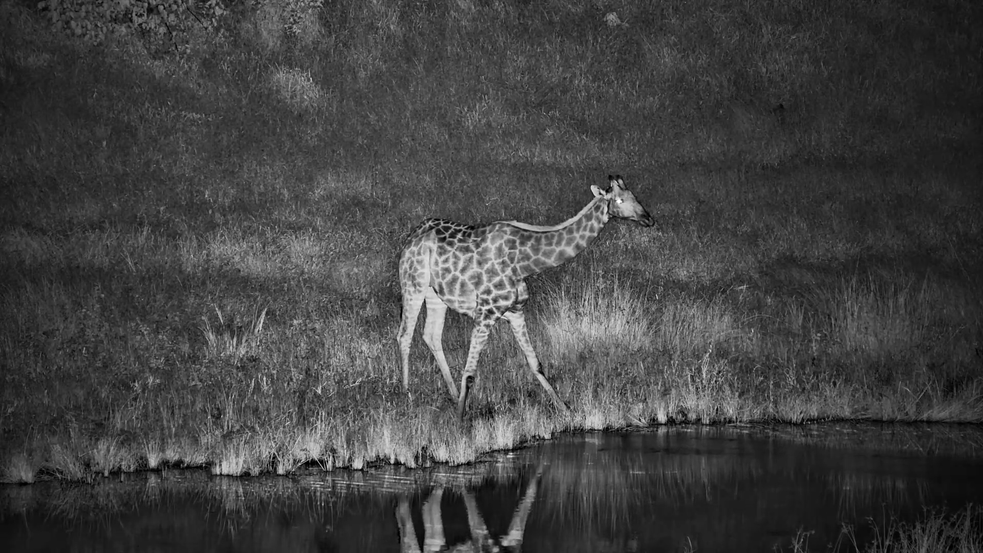 Solo Giraffe Drinks in the Darkness