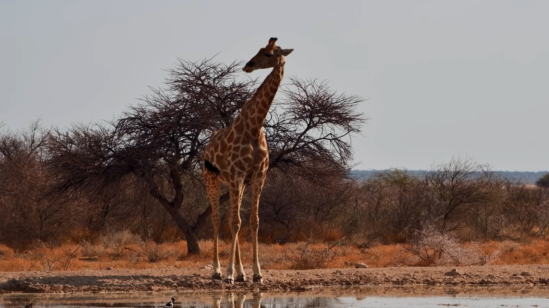 Giraffe Pauses at Onguma Waterhole