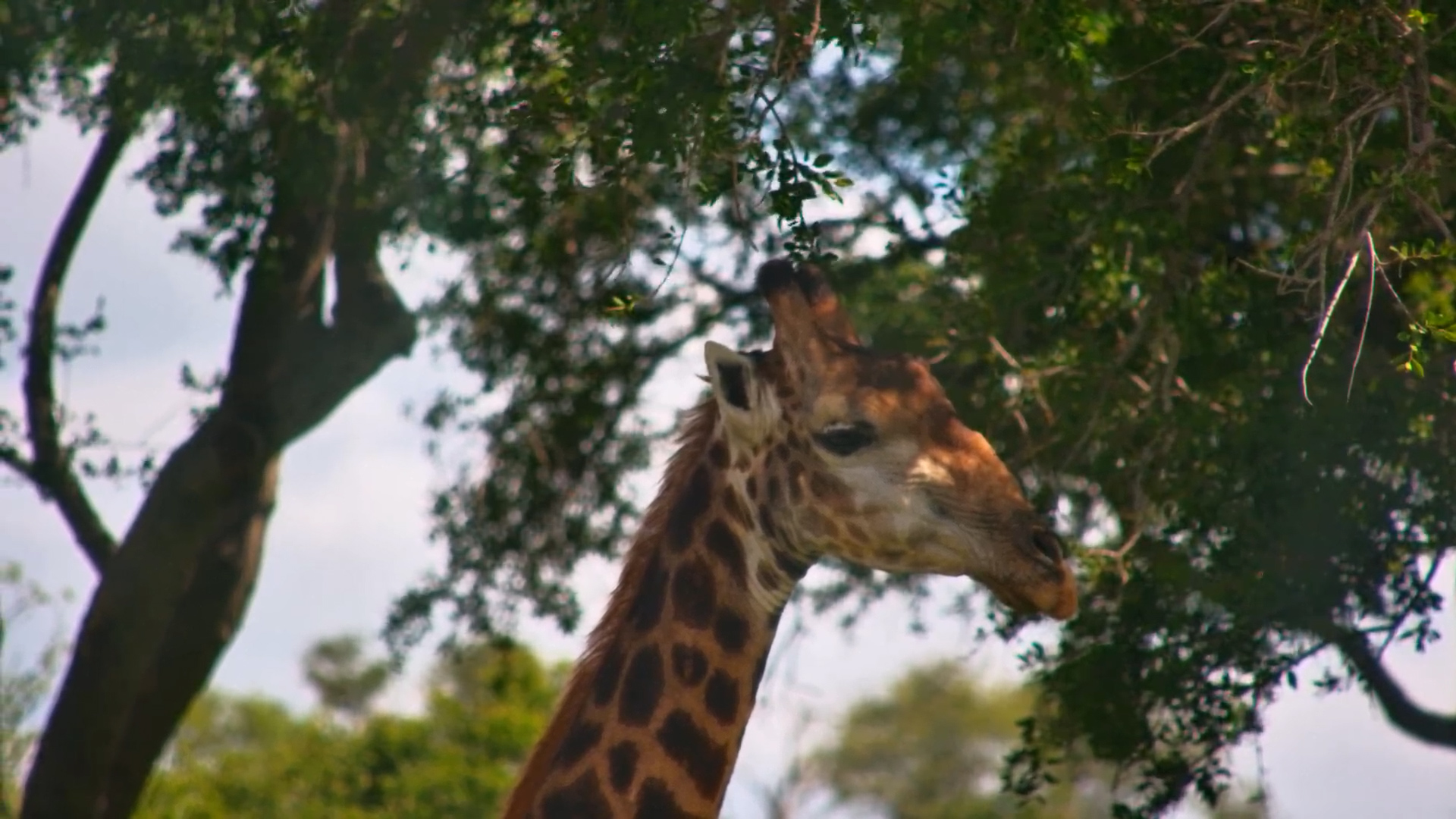 The Quiet Elegance of a Giraffe at Serondella