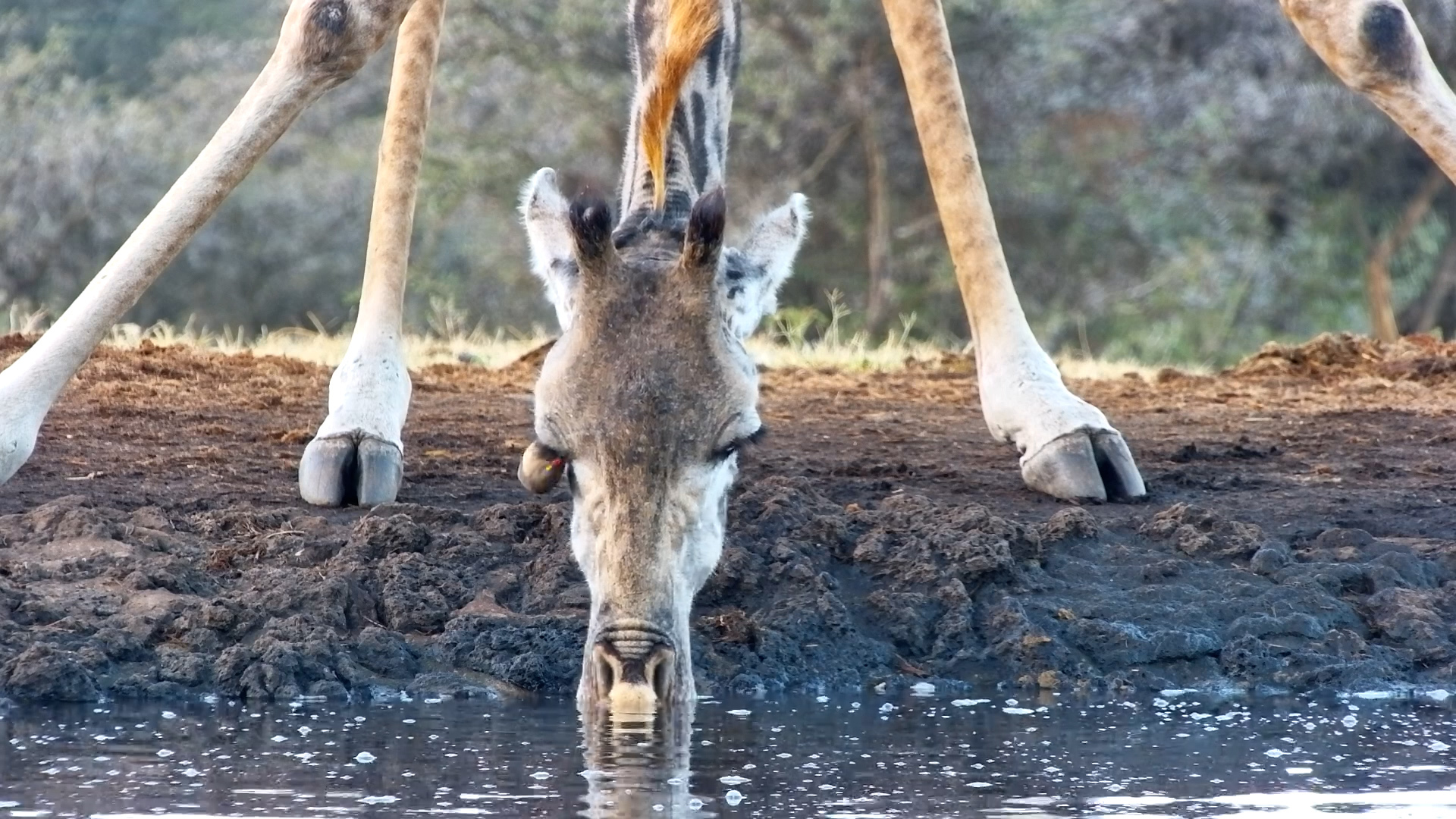 Long, Refreshing Drink for a Giraffe