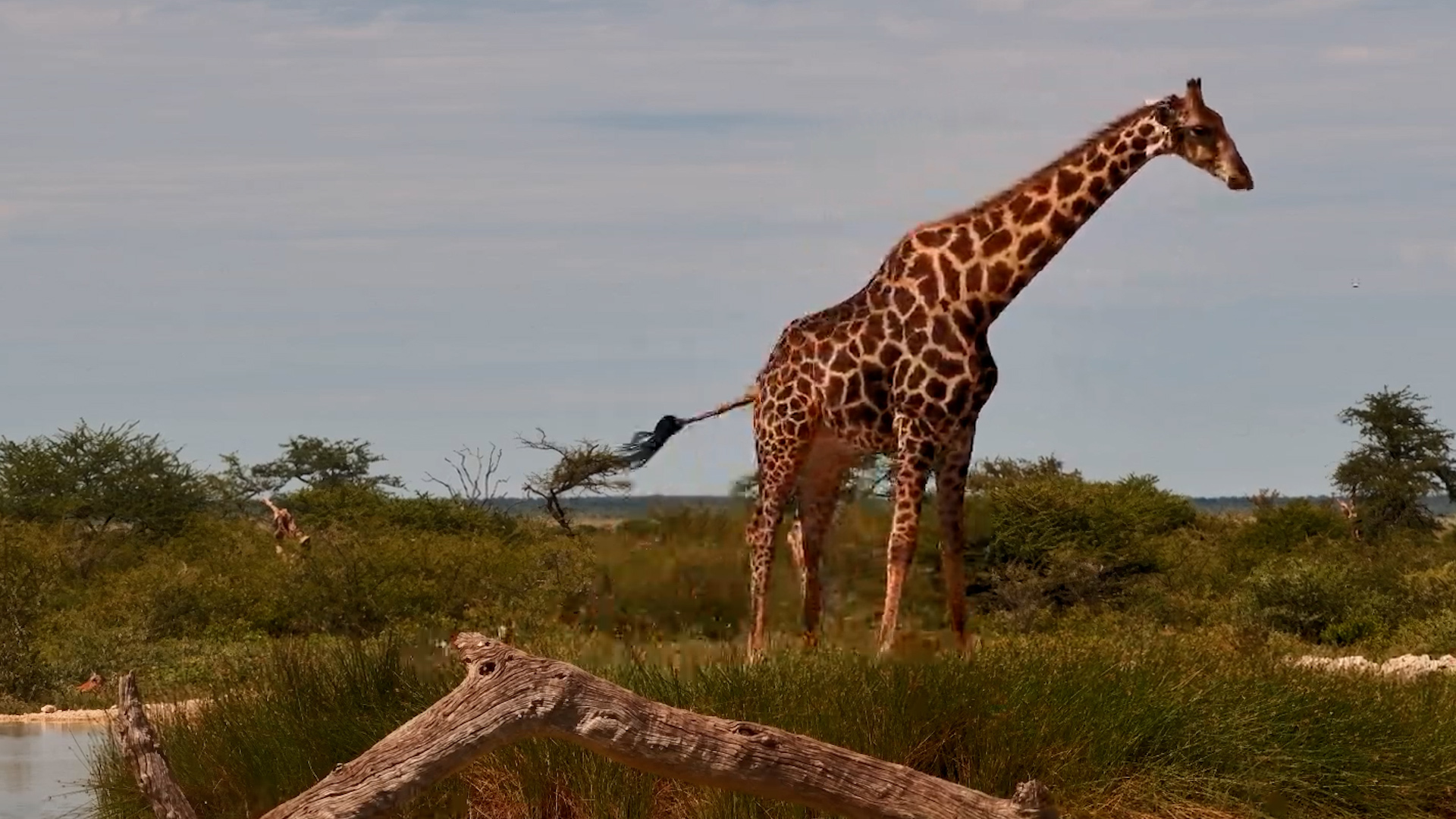 Giraffe Stops for a Drink in Namibia