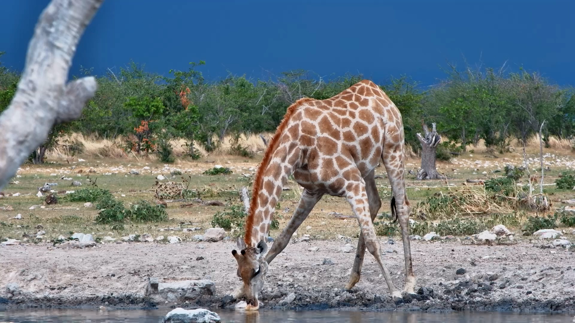The Last Drink Before the Storm