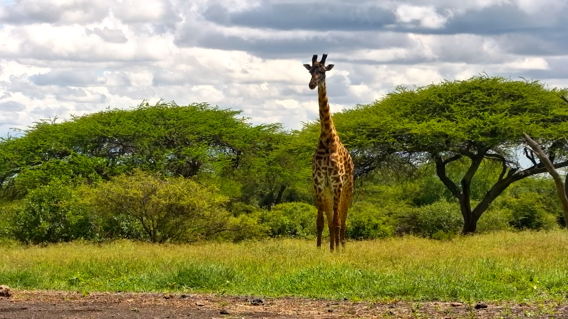 Giraffe Stops For A Drink at ol Donyo