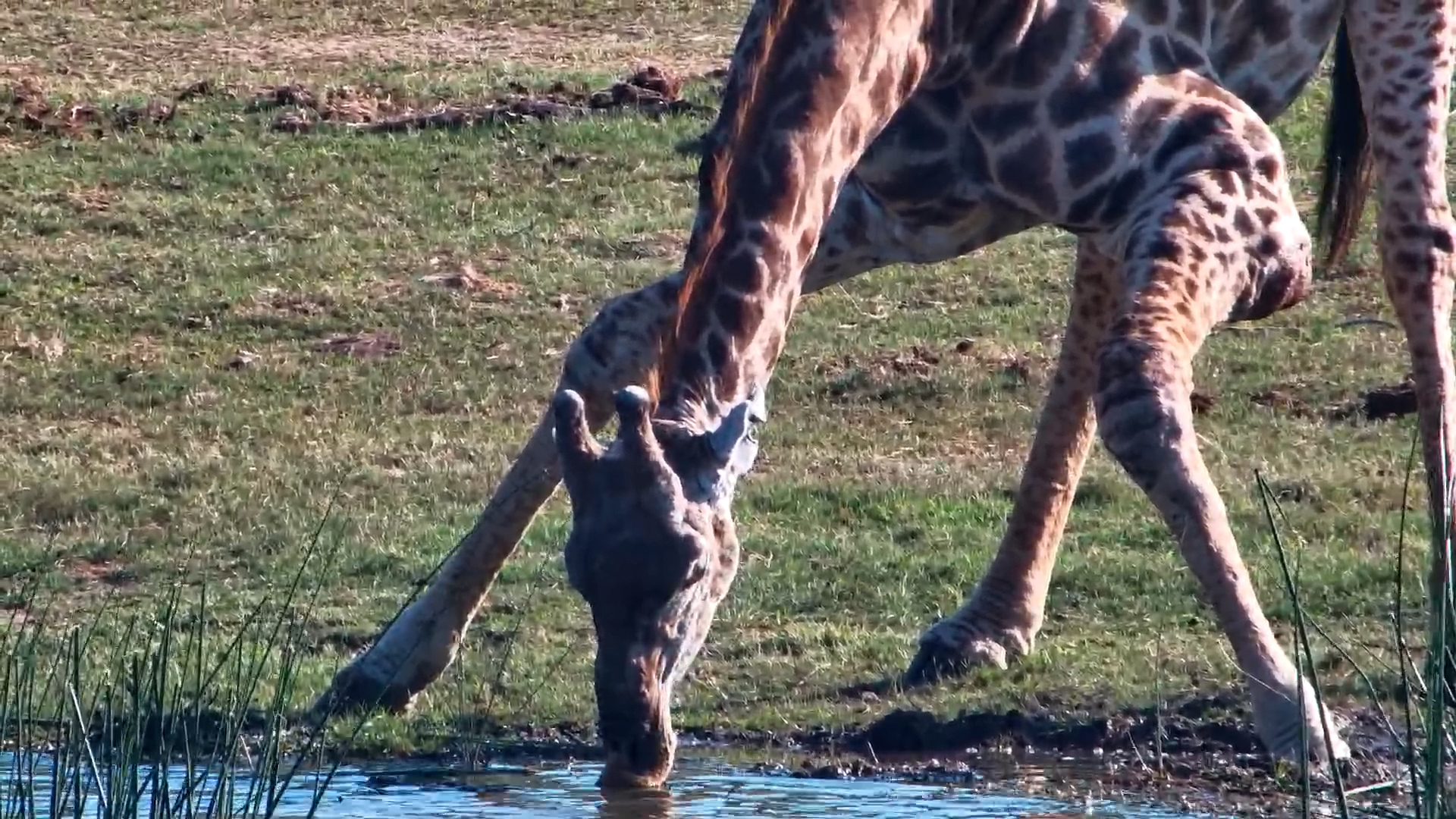 Giraffe Bends Down for an Afternoon Drink