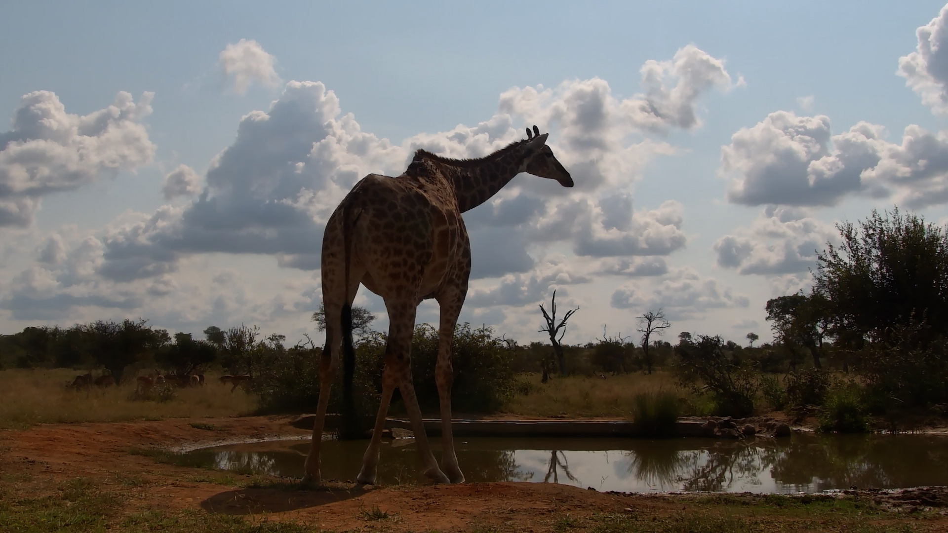 Long Legs, Big Problems | Giraffe Drinking Close-Up