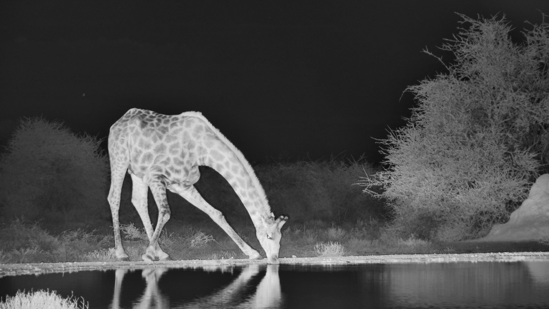 Lone Giraffe Drinks at Onguma The Fort