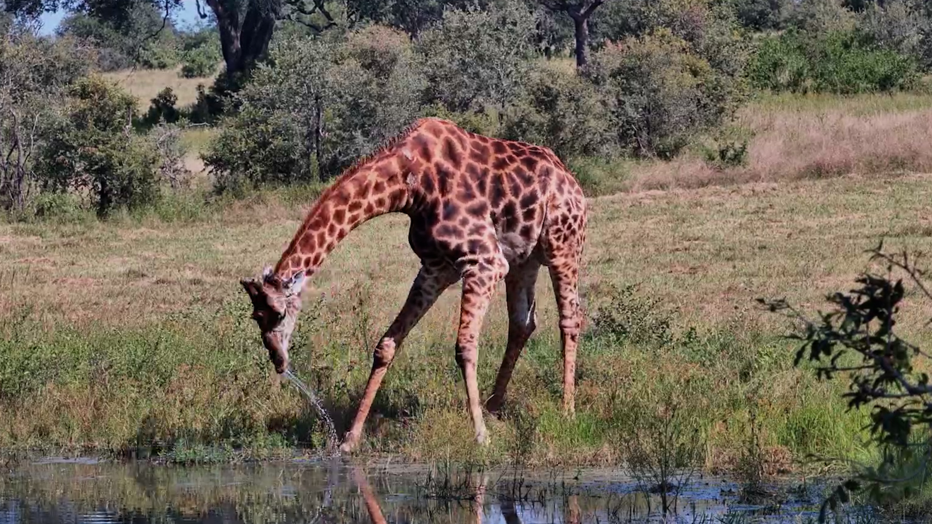 Lone Giraffe at Roy’s Dam