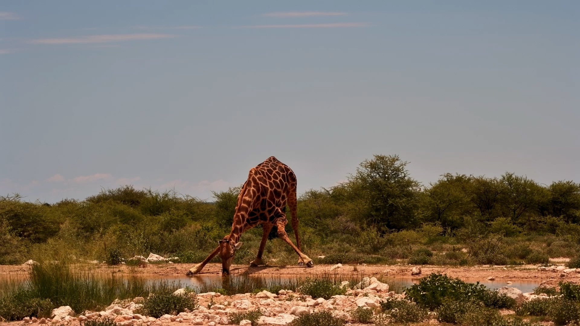 Giraffe Takes a Quiet Water Break at the Fort