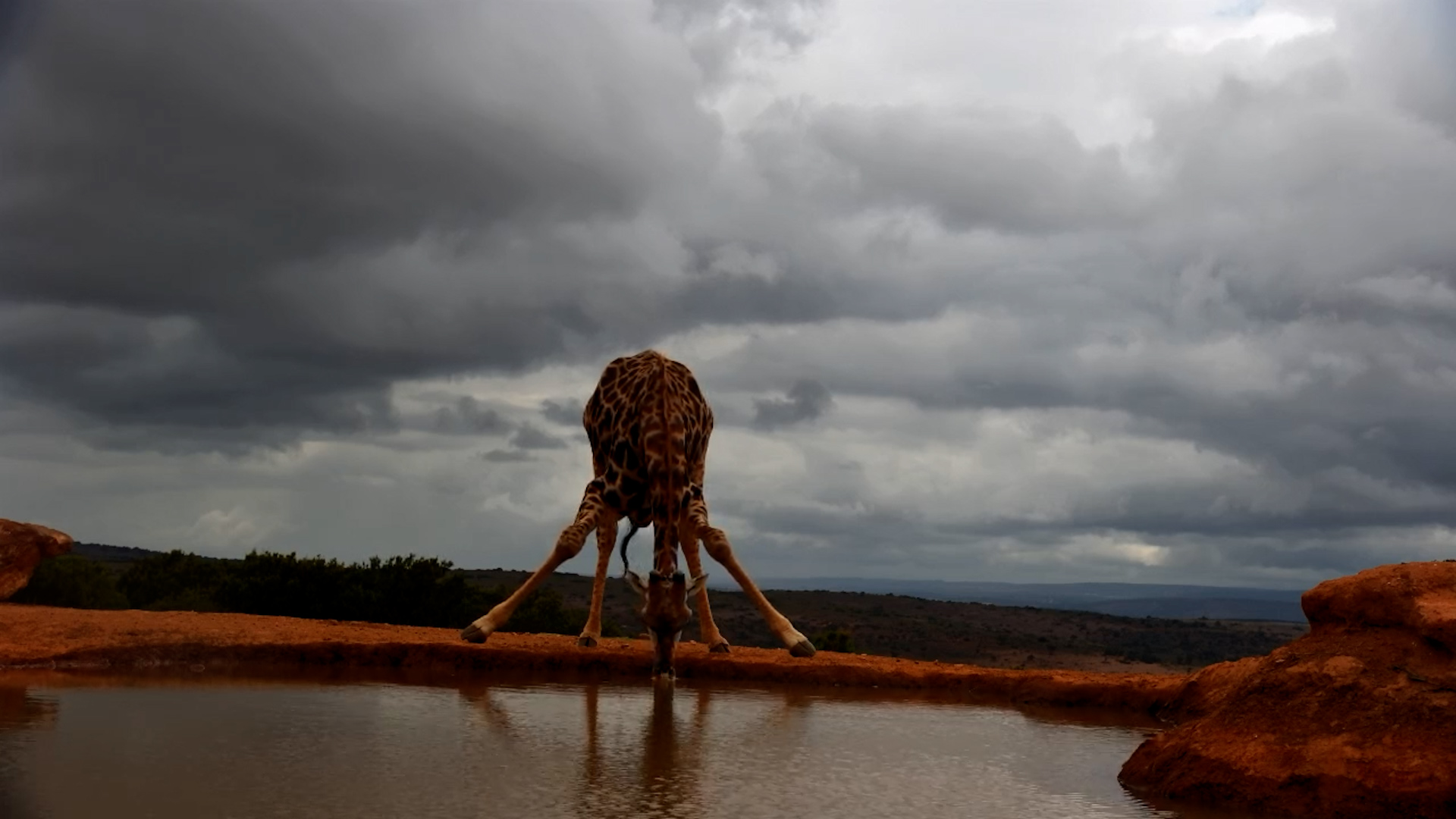 Lone Giraffe Takes a Long, Cautious Drink at Founders Lodge