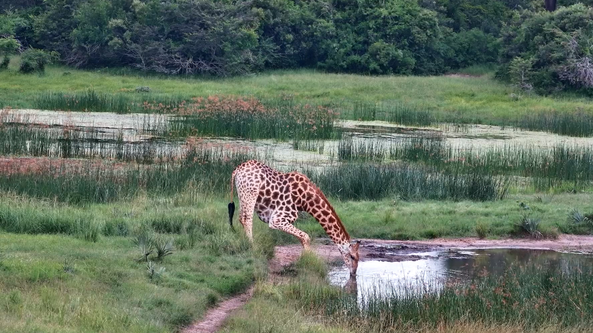 Lone Giraffe Drinks at Tembe Elephant Park