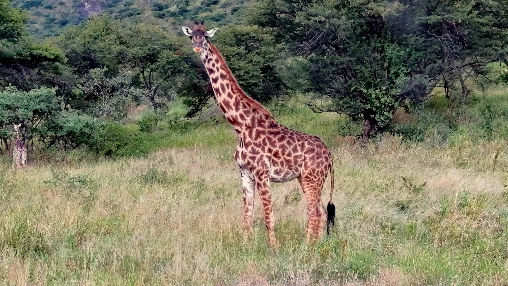 Giraffe Stops for a Drink in the Serengeti