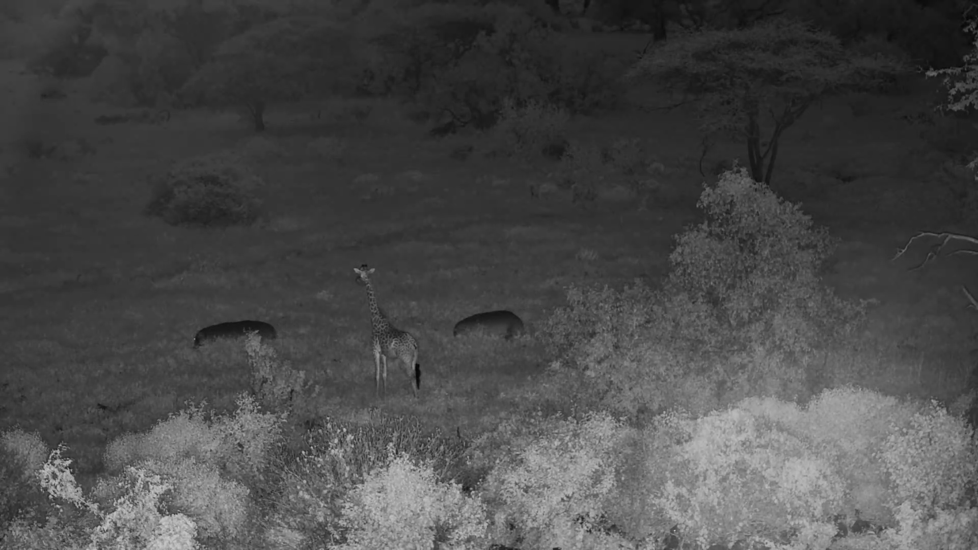 Giraffe Gets Up to Watch Hippos