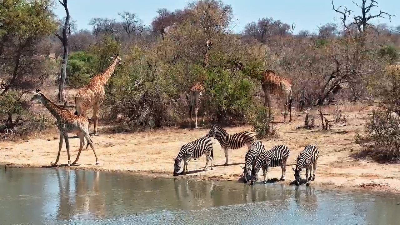 Waterbuck, Giraffe & Zebra Share a Drink at Simbavati Waterside