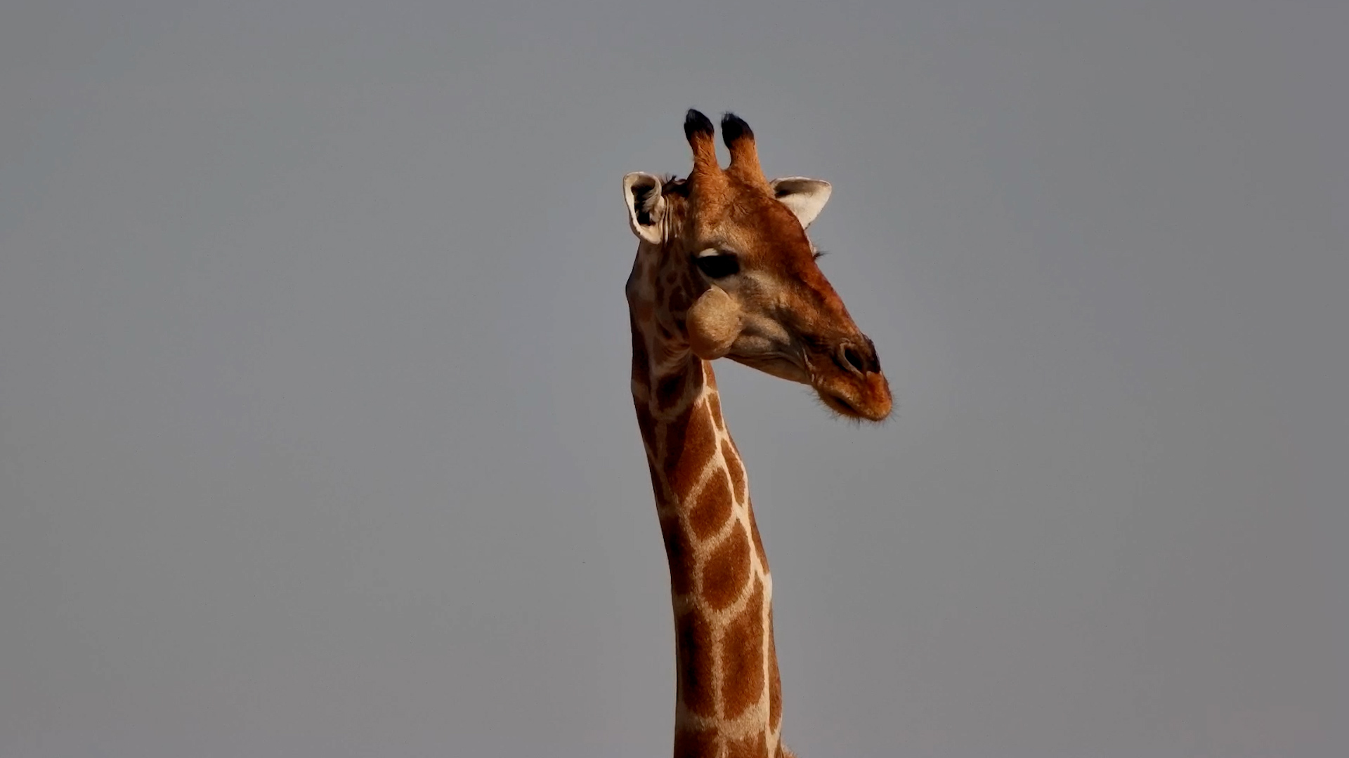 You Might Notice Something Different About This Giraffe