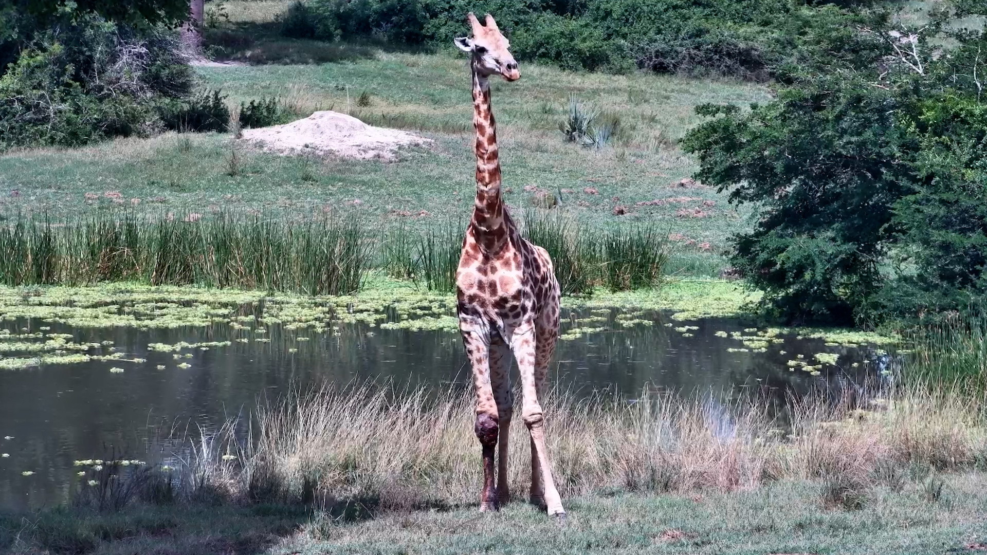 Injured Giraffe Returns to the Waterhole