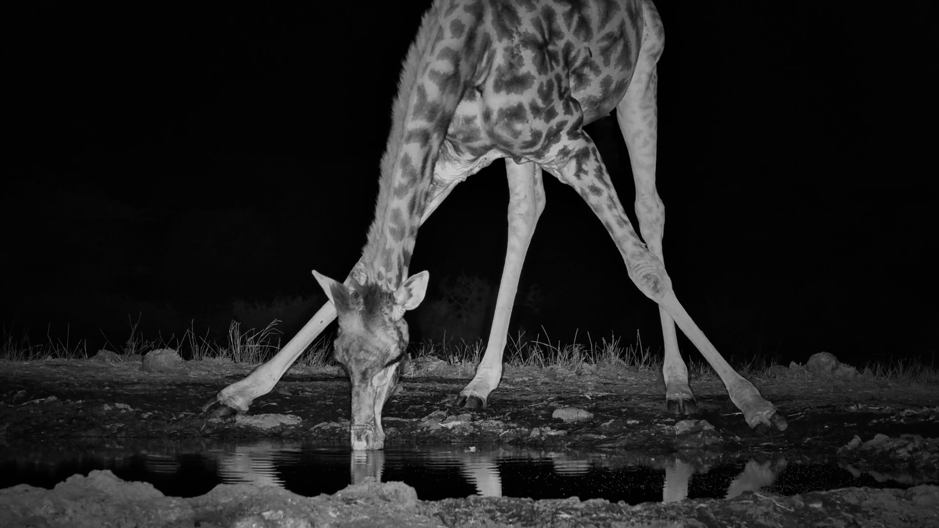 Giraffe Brought a Takeaway Snack