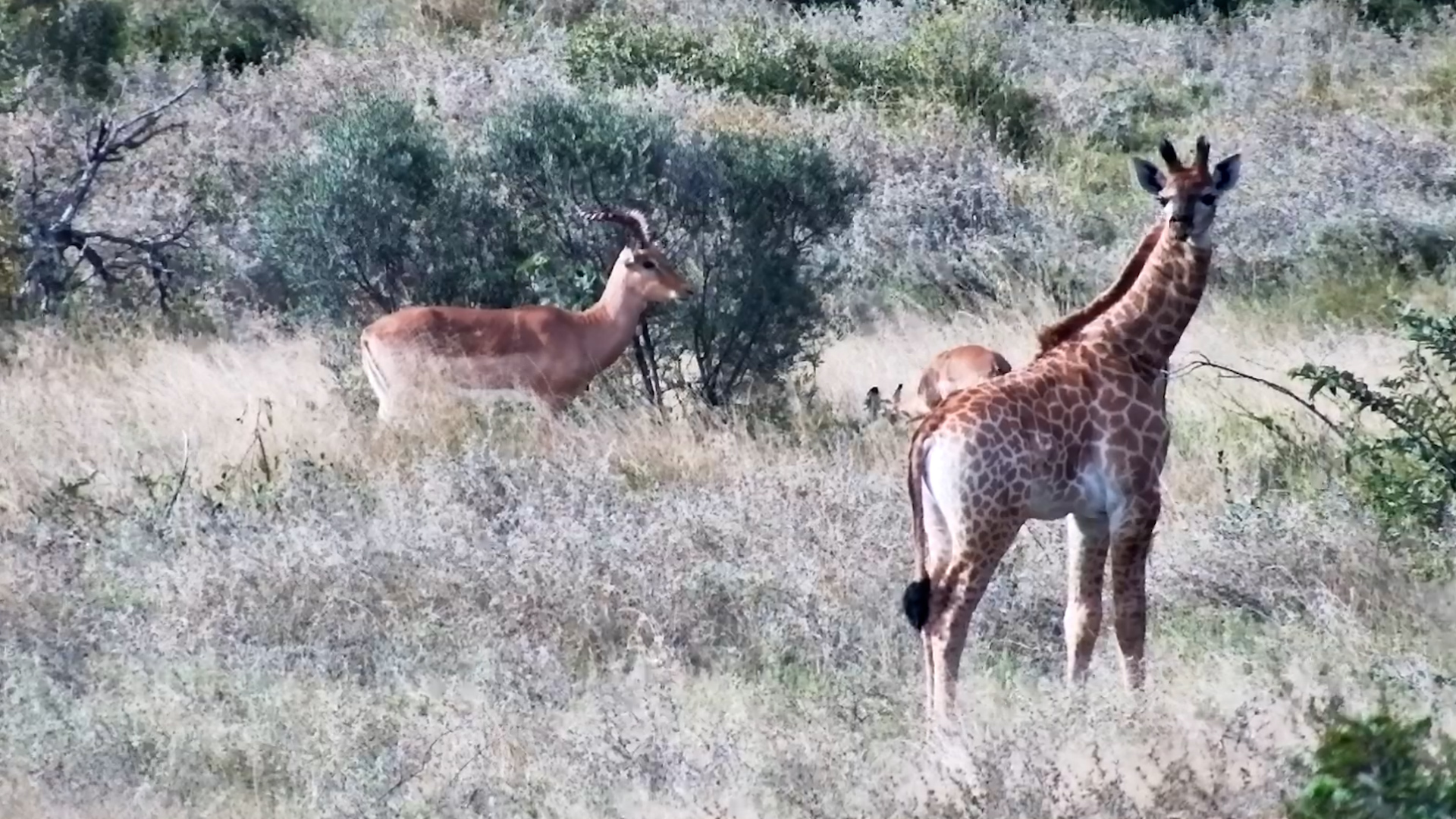 This Little Giraffe Calf Looks So Small Out There Alone