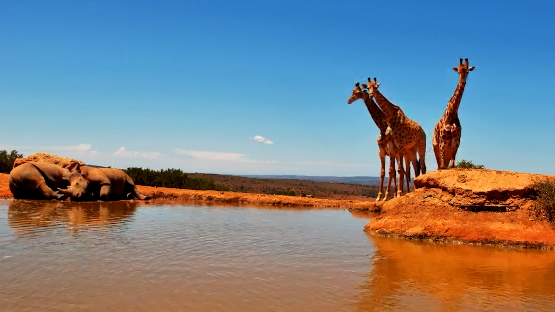 Giraffes, Zebras & Rhinos Share the Waterhole!