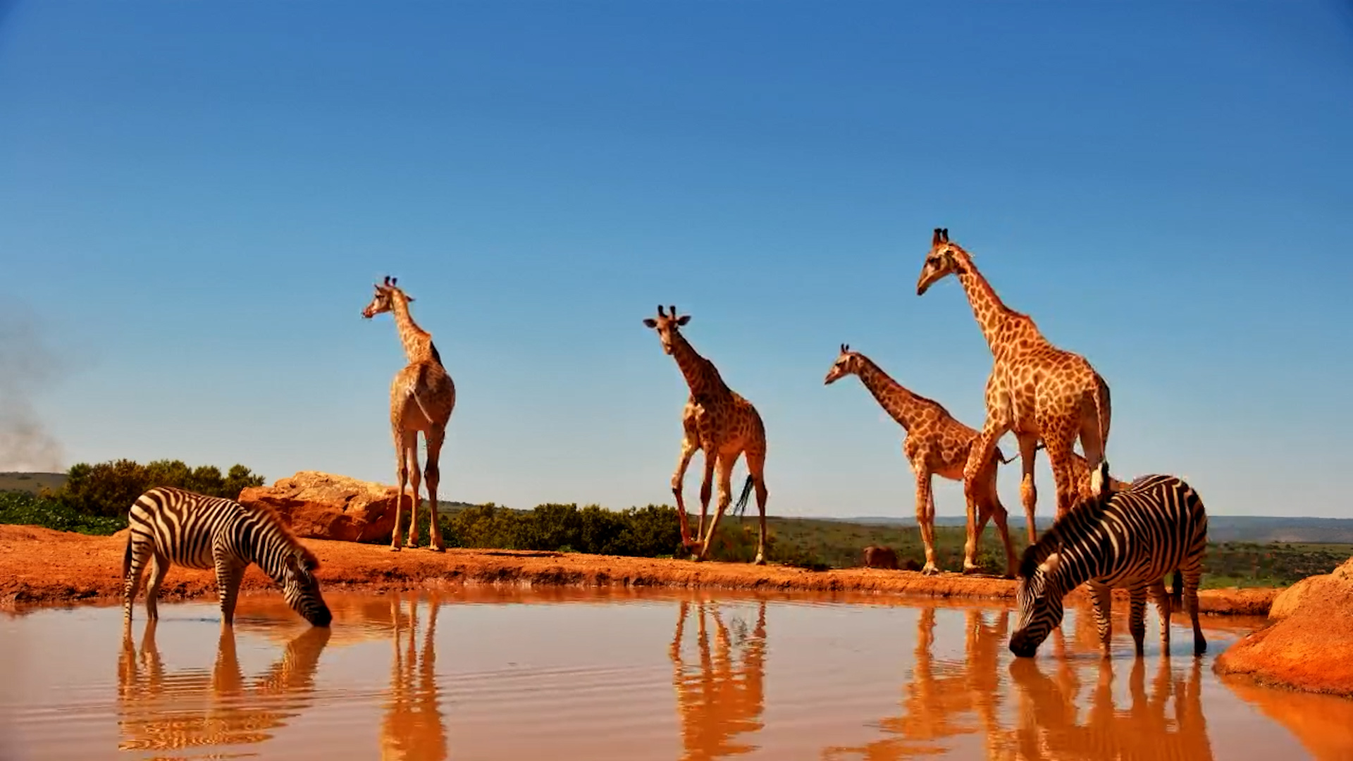 Waterhole Harmony! Giraffes, Zebras, and Warthogs Together